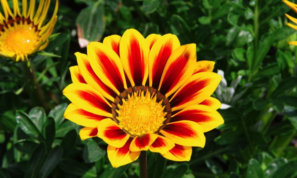 hamelli zahradnictvo gazania 01