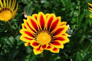 hamelli zahradnictvo gazania 01