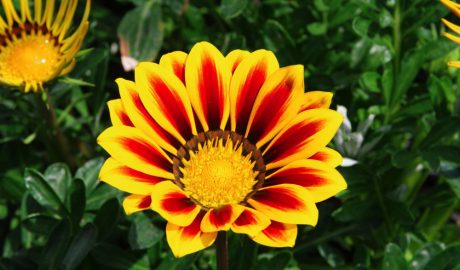 hamelli zahradnictvo gazania 01