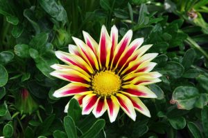 hamelli zahradnictvo gazania 03