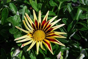 hamelli zahradnictvo gazania 04