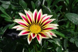 hamelli zahradnictvo gazania 05