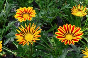 hamelli zahradnictvo gazania 07