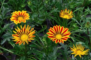 hamelli zahradnictvo gazania 08