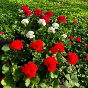 274988949 1732973533700584 6805359478541560858 n