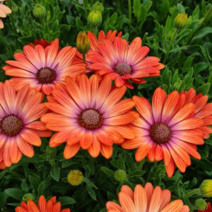 Osteospermum coral magic 0013357 6 71375