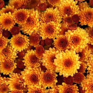 chrysanthemu t 750x400 1