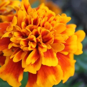 Close Up Photography of Marigold Flower 480x480
