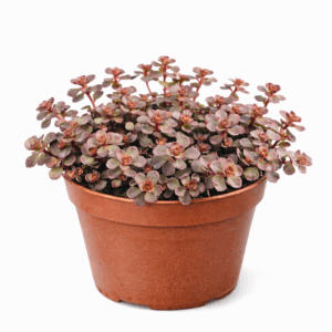 file 0000000031d471fd8187cfe85dbdddcc