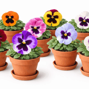 file 000000009788720aa9d1f5fc1ad69d8e