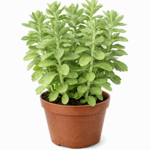 file 0000000098b4722f96a4df92555d5291