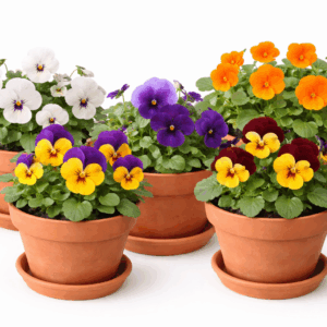 file 000000009c3072439419ecfc0c5a4d2a